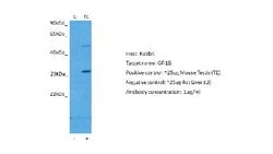 GFI1B Rabbit anti-Human, Polyclonal, Novus Biologicals 0.1ml; Unconjugated:Antibodies,